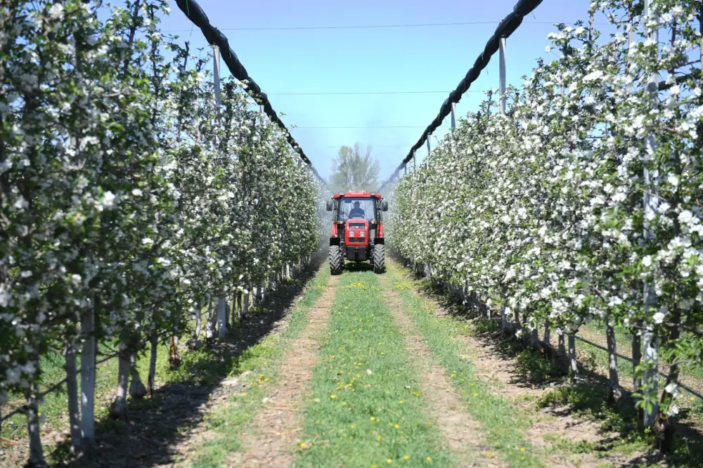 Яблоневые сады Алматинской области: от цветения к богатому урожаю (6)