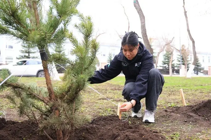 «Таза Қазақстан»: В Караганде за день посадили 400 деревьев (2)