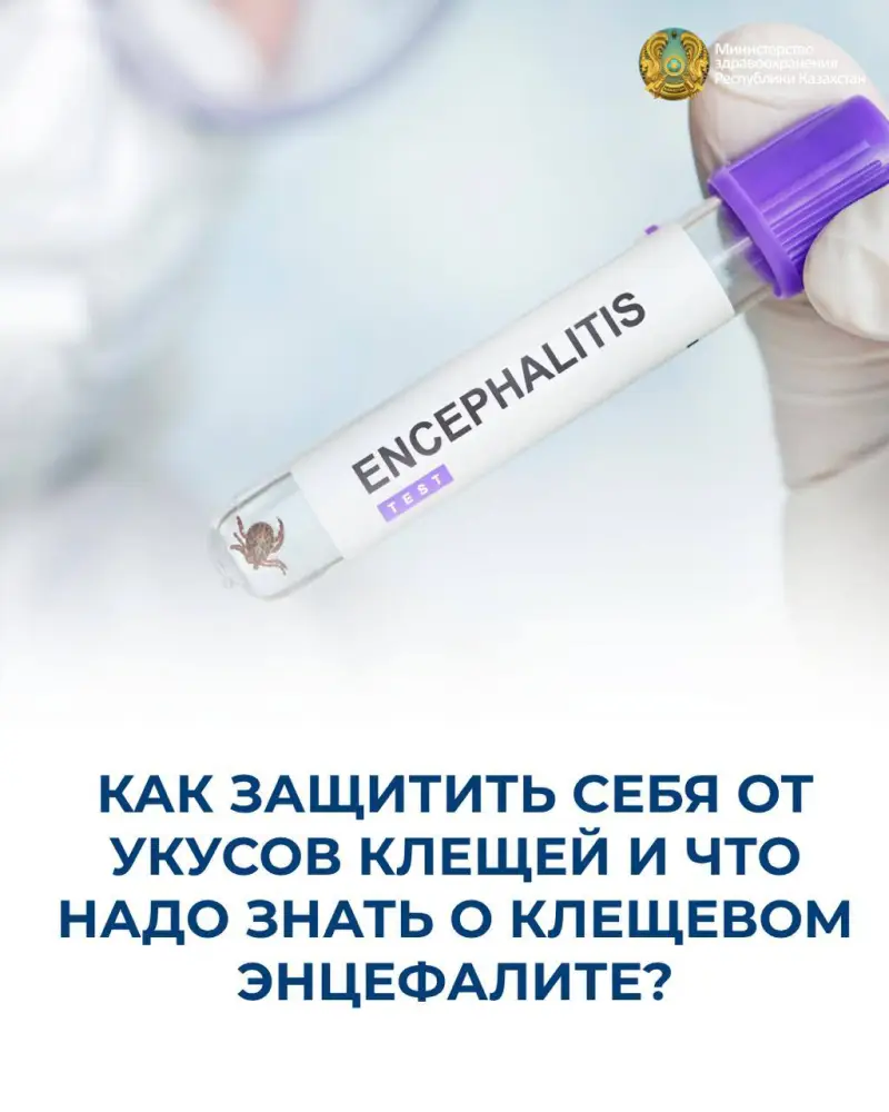 Увеличение активности клещей: риски укусов и угроза клещевого энцефалита Астане