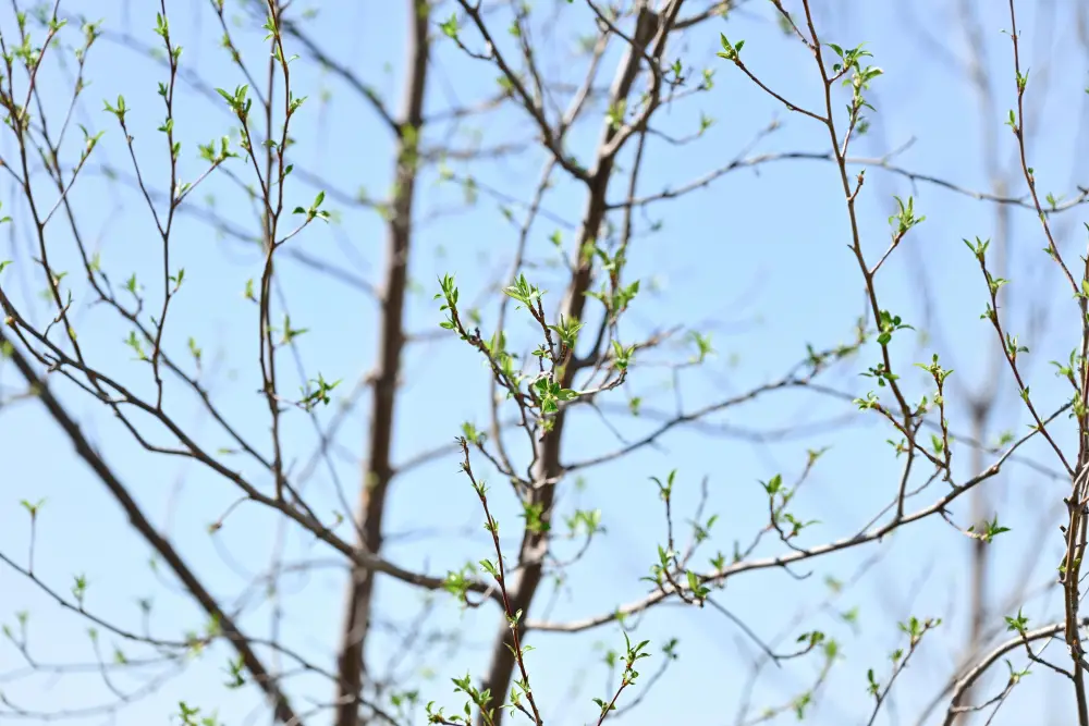 Аким области принял участие в акции по посадке деревьев в Семее (5)