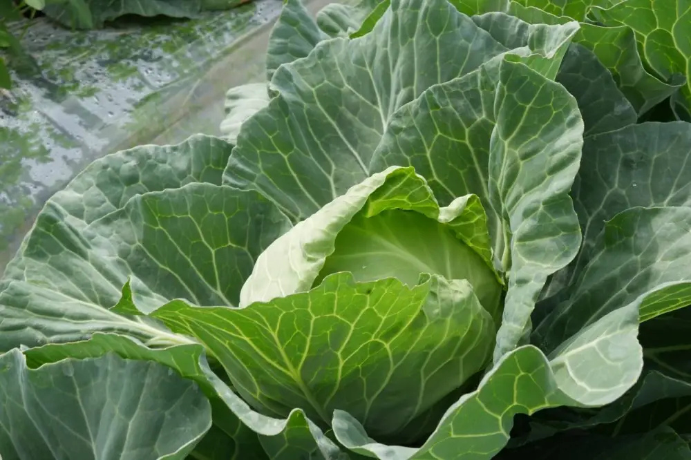 «Вода поступает вовремя, урожай хороший», – аграрии Туркестанской области вырастили первый урожай капусты за 45 дней (7)