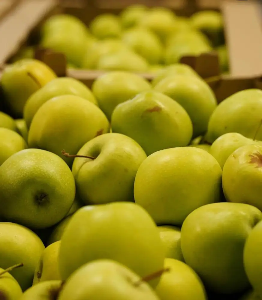 ТҮРКІСТАН ОБЛЫСЫНДА «DALA FRUIT» АГРОӨНЕРКӘСІПТІК КЕШЕНІ ТАБЫСТЫ ЖҰМЫС ІСТЕП ТҰР (5)