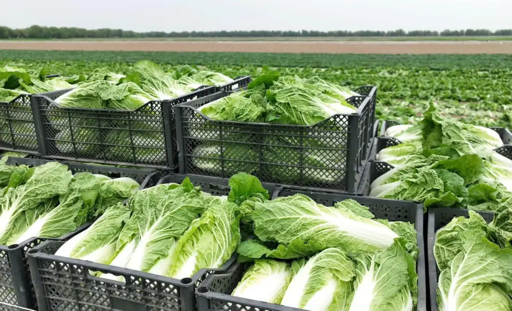 «Вода поступает вовремя, урожай хороший», – аграрии Туркестанской области вырастили первый урожай капусты за 45 дней (3)