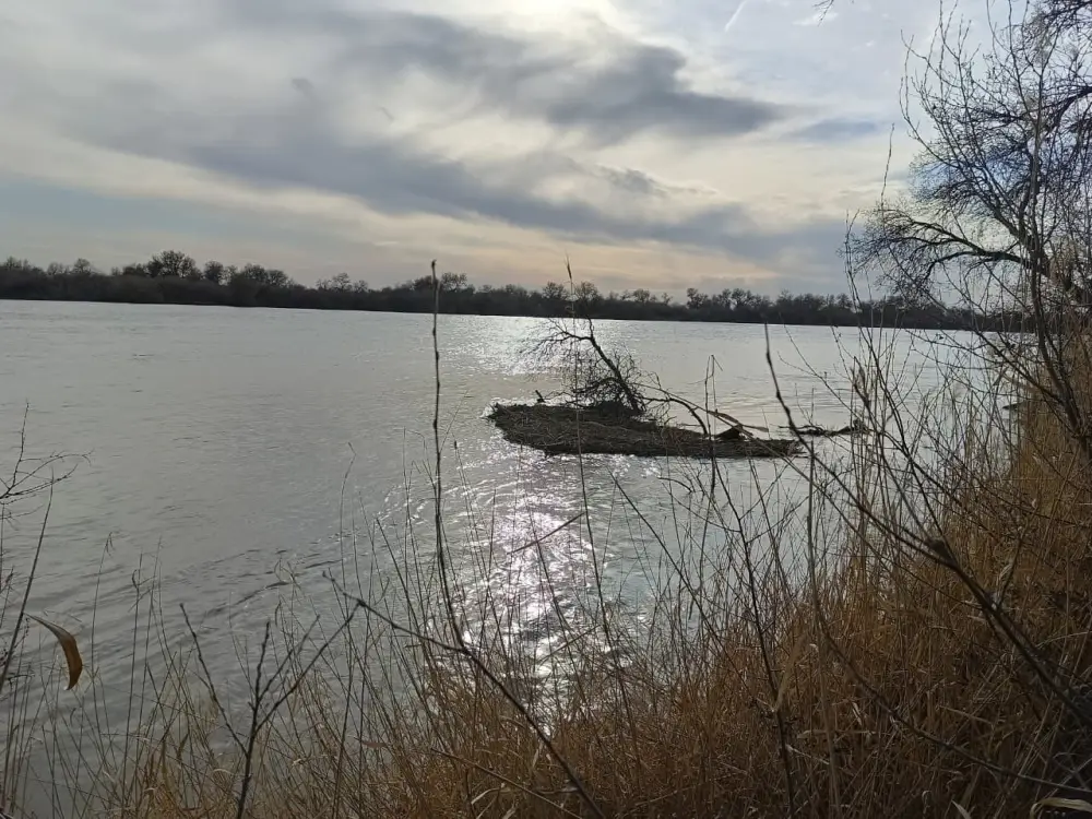 Мониторинг борьбы с комарами в Туркестанской области Астане