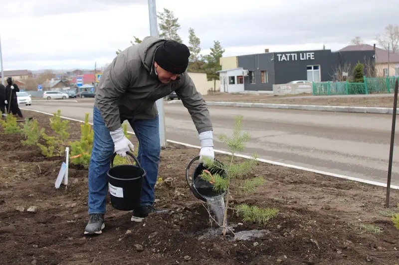В Каркаралинске высадили 100 сосен к 80-летию Токтара Аубакирова (2)