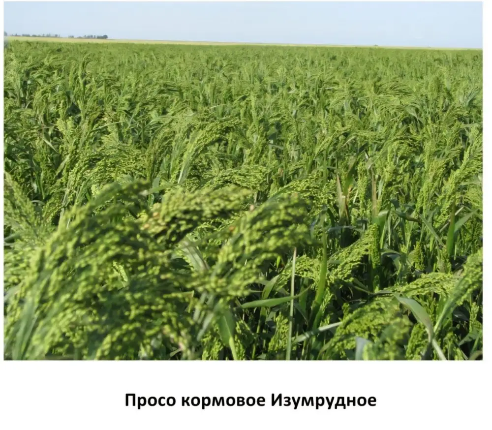 Казахстанские ученые запатентовали засухоустойчивые сорта с прибавкой урожайности до 10 ц/га (3)