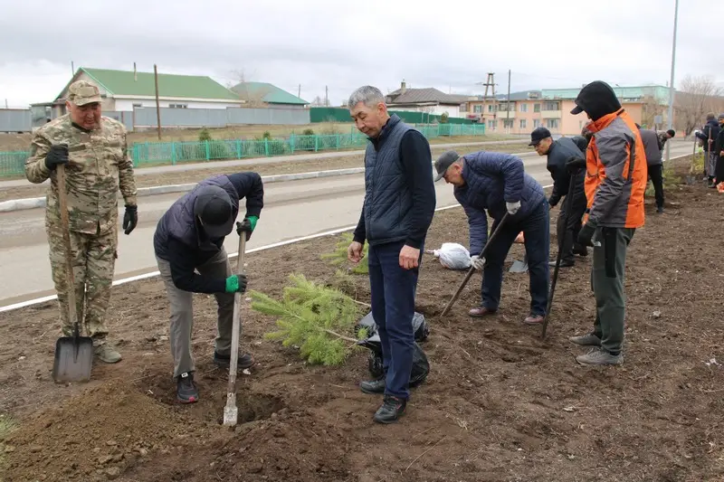 В Каркаралинске высадили 100 сосен к 80-летию Токтара Аубакирова (9)