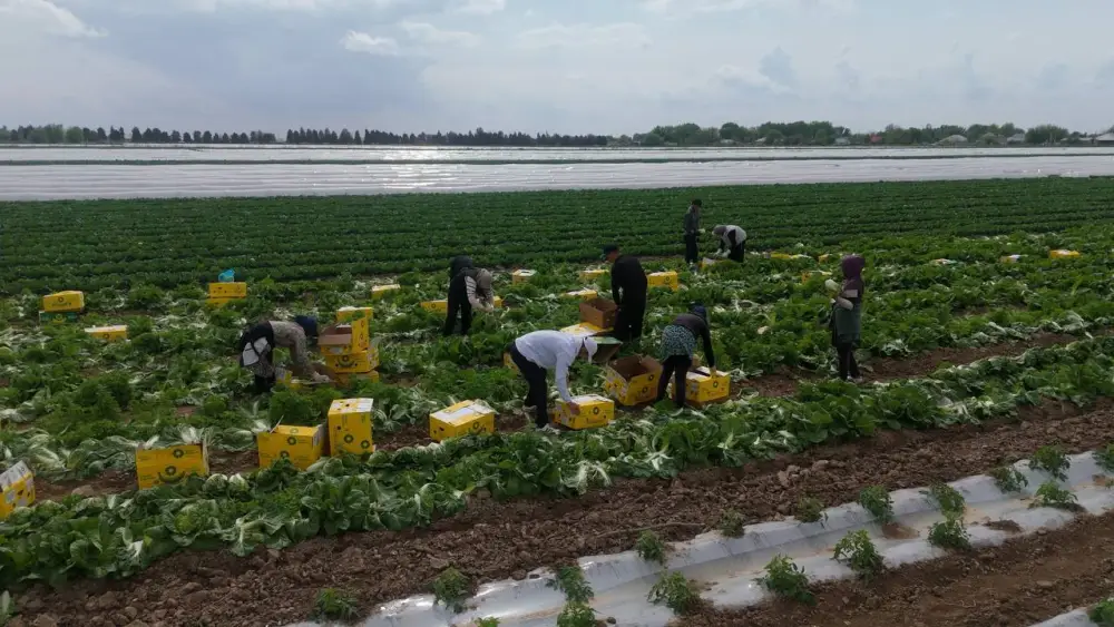 «Своевременные дожди, богатый урожай» – аграрии Туркестанской области собрали капусту за рекордные 45 дней Астане