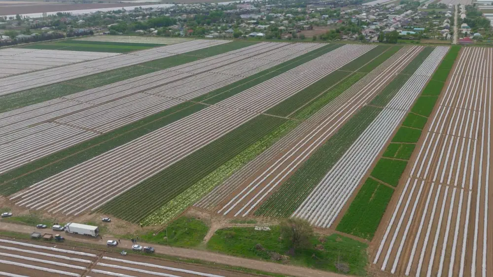 «Вода поступает вовремя, урожай хороший», – аграрии Туркестанской области вырастили первый урожай капусты за 45 дней (4)