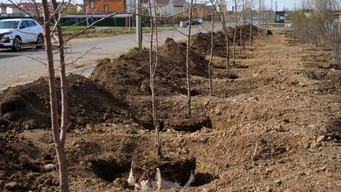 Более 400 деревьев высажено в столичном жилом массиве Уркер (3)