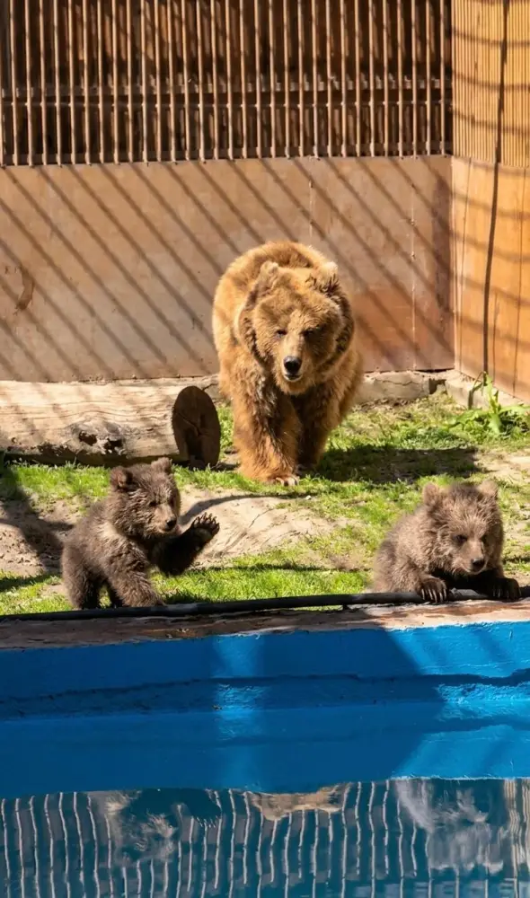 Новорожденные медвежата: маленькие чудеса природы в Алматинском зоопарке Астане