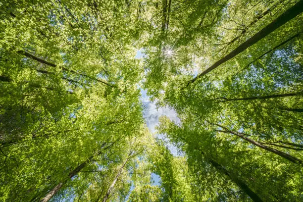 Экологическая программа в Алматинской области стартовала Астане