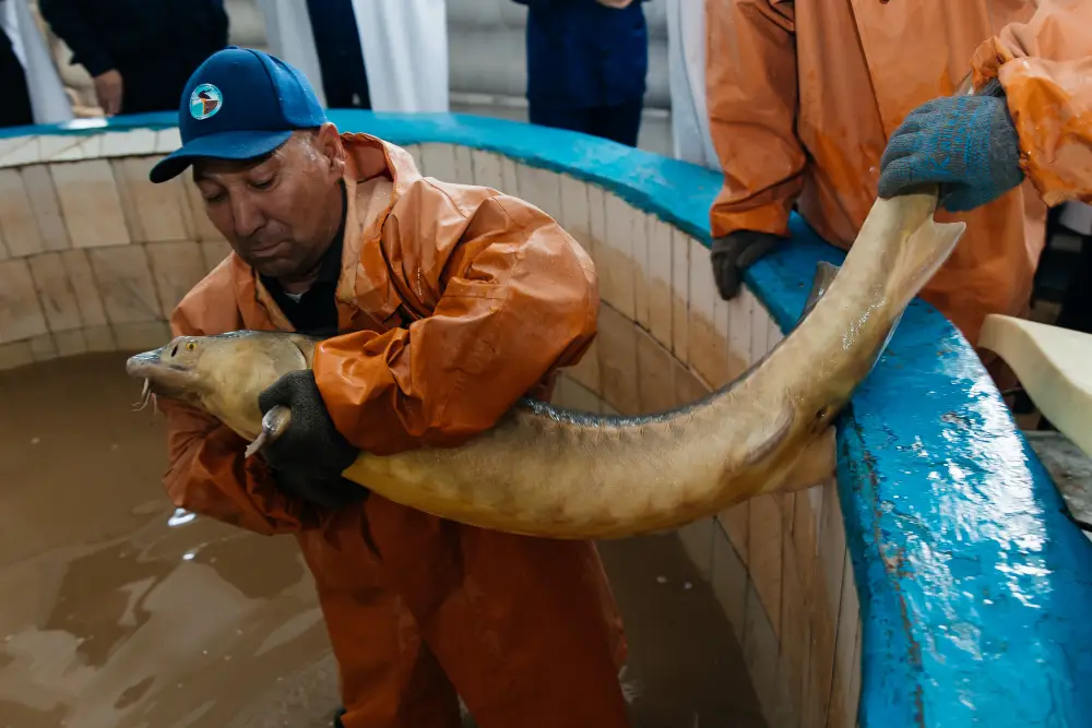 В Атырау продолжается восстановление популяции осетровых рыб через разведение и выпуск молоди в природу. Астане
