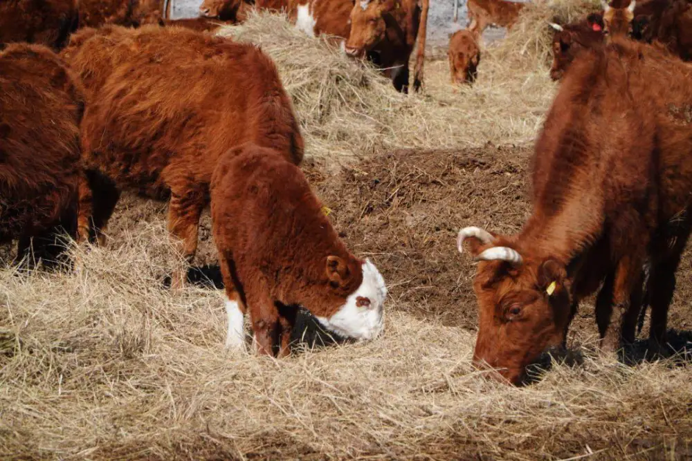 Мясной кластер мощностью свыше 37 тыс. голов формируется в Акмолинской области (3)