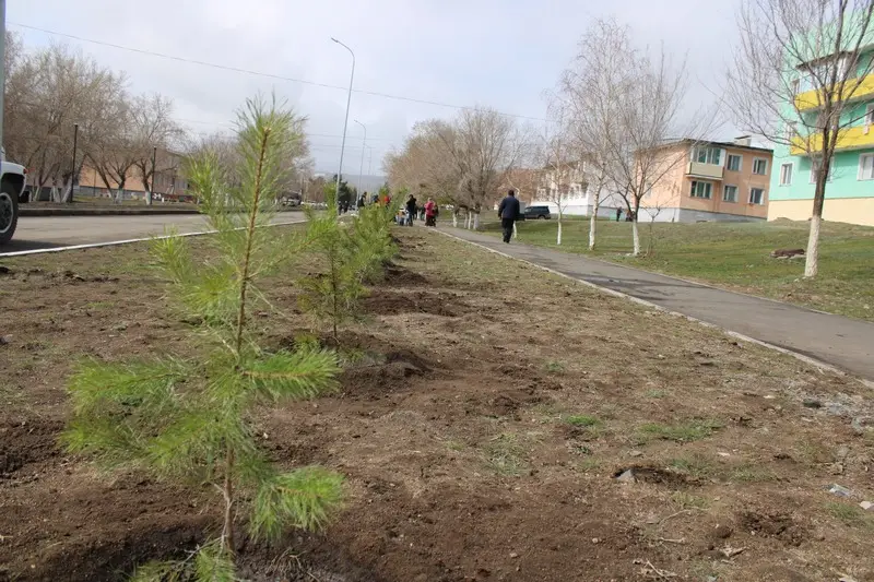 В Каркаралинске высадили 100 сосен к 80-летию Токтара Аубакирова (8)