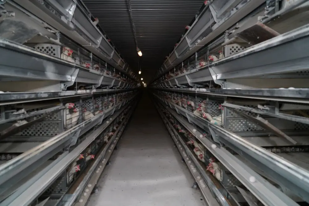 ТУРКЕСТАН: ПТИЦЕФАБРИКА В САРЫАГАШЕ ОБЕСПЕЧИВАЕТ РЕГИОН ОТЕЧЕСТВЕННОЙ ПРОДУКЦИЕЙ (2)