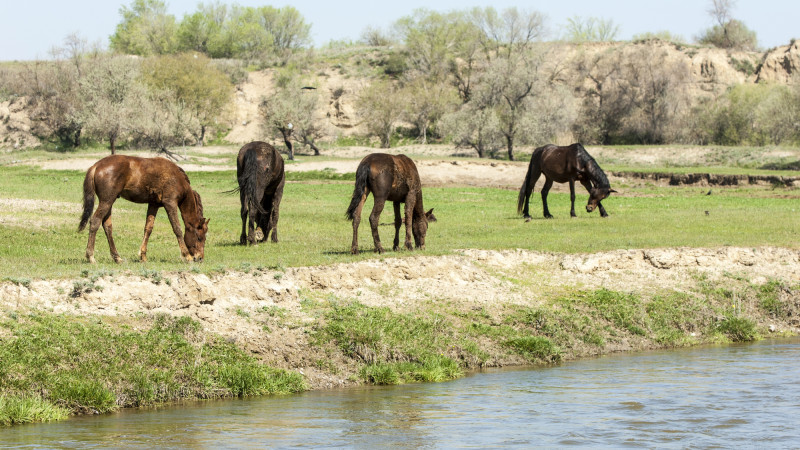 Погода в Астане и Алматы: Гроза и жара в начале апреля Астане