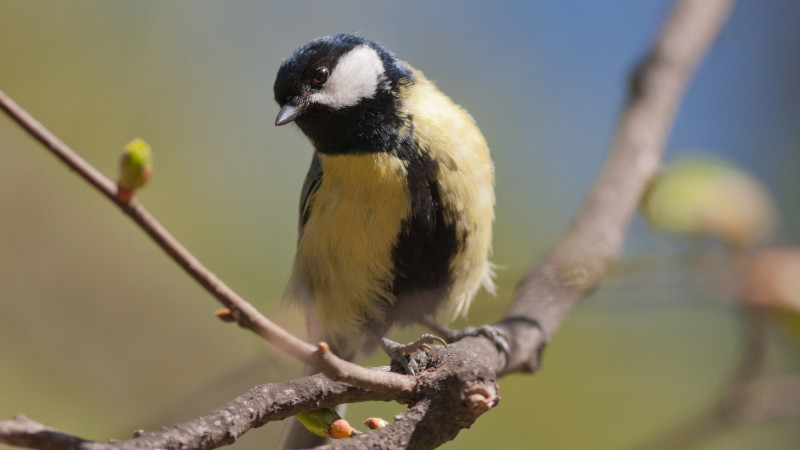 Синоптики Казгидромета прогнозируют погоду в Астане и Алматы на 1, 2 и 3 апреля, передает корреспондент Tengrinews.kz. В ближайшие дни ожидаются изменения в погодных условиях, которые могут повлиять на повседневную жизнь жителей этих городов. Астане