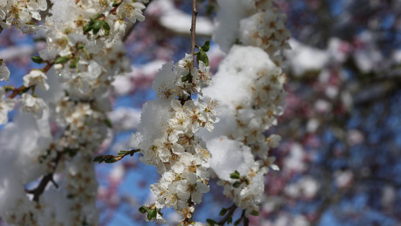 Морозы до -5 градусов ожидаются в Казахстане: синоптики Казгидромета представили прогноз на 9-11 апреля Астане