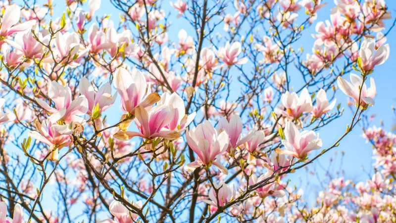 Казахстан встречает тепло: температура поднимется до +28°C Астане