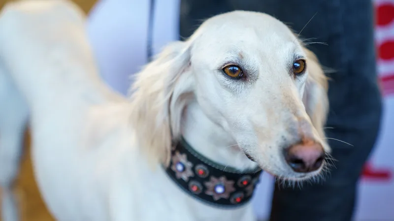 Правительство Казахстана объявило 3 сентября Днем казахского тазы, добавив новый праздник в перечень праздничных дат страны. Астане