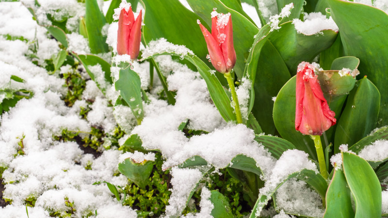 Снег и морозы до 8 градусов: как погодные условия повлияют на повседневную жизнь казахстанцев в апреле Астане