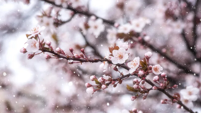 Снег и заморозки ожидаются в Казахстане: синоптики Казгидромета представили прогноз погоды на 25, 26 и 27 апреля. Астане