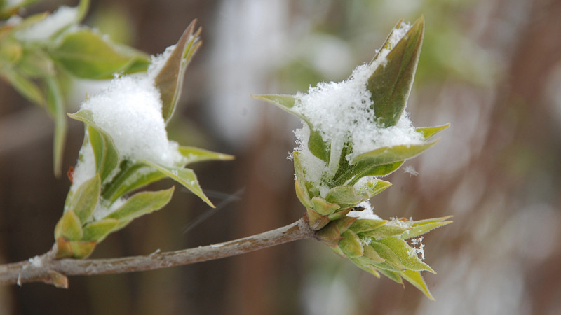 Астана: снег, Алматы: до +24 — погода на 8-10 апреля Астане