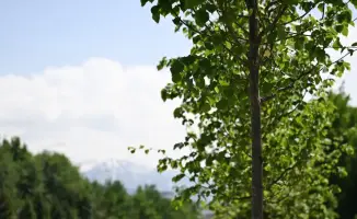 Биологическая обработка зеленых насаждений Алматы 2026