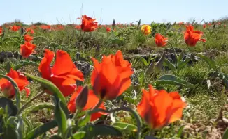 Тюльпаны Казахстана: Хранители красоты под защитой в Туркестанской области