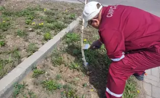Сотрудничество ТРЦ в озеленении города: вклад в экологию и общественное сознание