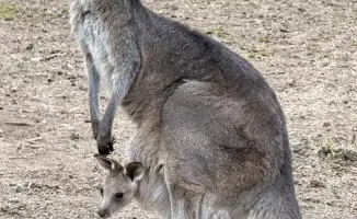 Кенгуры в Алматы: три малыша, один секрет!