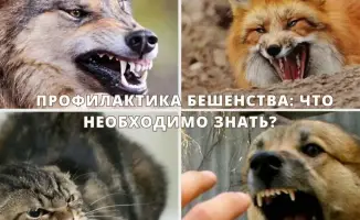 Опасность бешенства: последствия контакта с зараженными животными