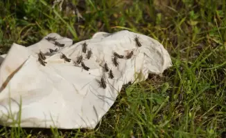 Келес встреча по борьбе с саранчой план защиты урожая