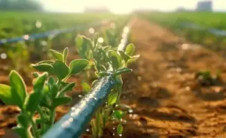 Вода как золото: как казахстанские фермеры адаптируются к вызовам сезона