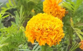 В Караганде высадят 1,6 миллиона цветов и 12 700 деревьев в парках и скверах