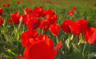 Казыгурт: Зацвели редкие тюльпаны Грейга