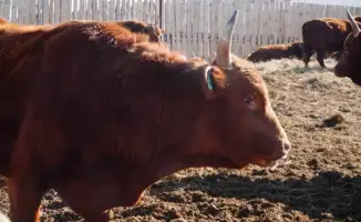 Мясной кластер в Акмолинской области на 37000 голов КРС с инвестициями 16,4 млрд тенге