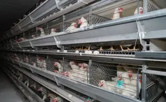 Развитие птицефабрики в Сарыагаше: новые рабочие места и продовольственная безопасность региона