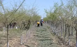 Участие 9000 жителей в субботниках в Созакском районе: вклад в экологию и культуру чистоты