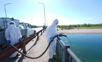 Отырар: весна без мошек — начинается битва!