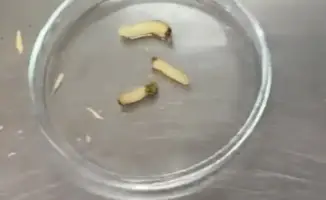 Обнаружение личинок жука черного соснового усача в пиломатериалах вызывает меры контроля в Казахстане