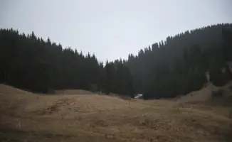 Экологическое возрождение лесного фонда в Алматинской области