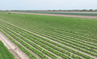 Первый урожай капусты в Туркестанской области за 45 дней благодаря капельному орошению