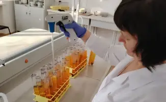 Запатентованные казахстанскими учеными засухоустойчивые сорта с увеличением урожайности до 10 центнеров на гектар