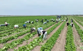 Капуста из Туркестанской области отправлена в Россию