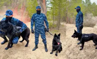 Эффективность служебных собак в раскрытии преступлений в области Абай: 31 дело с начала года