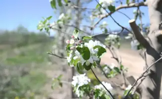 Яблоневые сады Алматинской области увеличение производства и урожая
