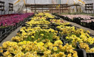 Развитие зеленых зон в Алатауском районе Алматы: 43 проекта на 2,5 млрд тенге изменят городской ландшафт