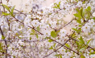 Погода в Астане и Алматы: туман в столице и тепло в южной столице 11-13 апреля